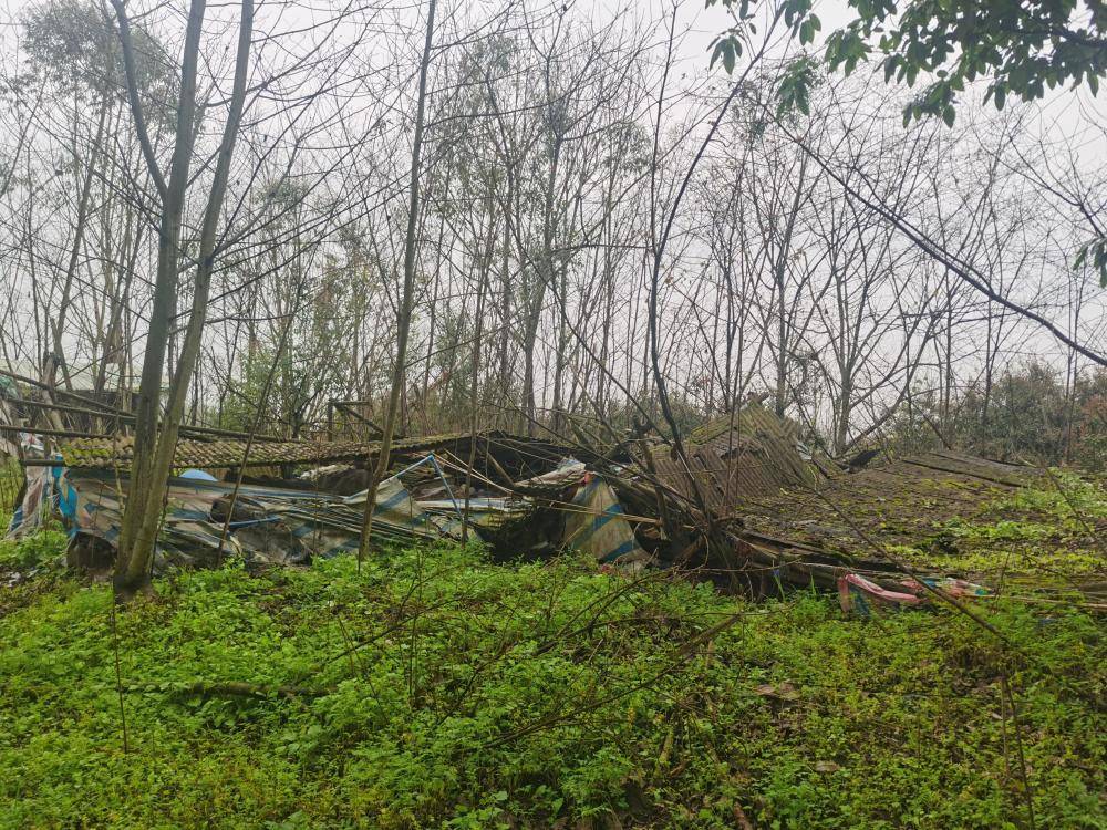 ag mos033皇冠_街道办违法强拆120亩鱼塘ag mos033皇冠,致37万斤鱼损失被判赔380万,回应称无赔付能力可法拍资产抵债