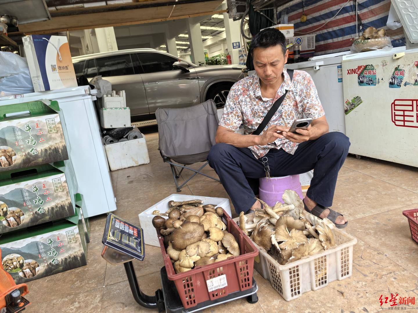 皇冠信用网在线开户_“天价”鸡枞调查:最贵卖到1800元/公斤!雨水少致产量低皇冠信用网在线开户,多地价高客少