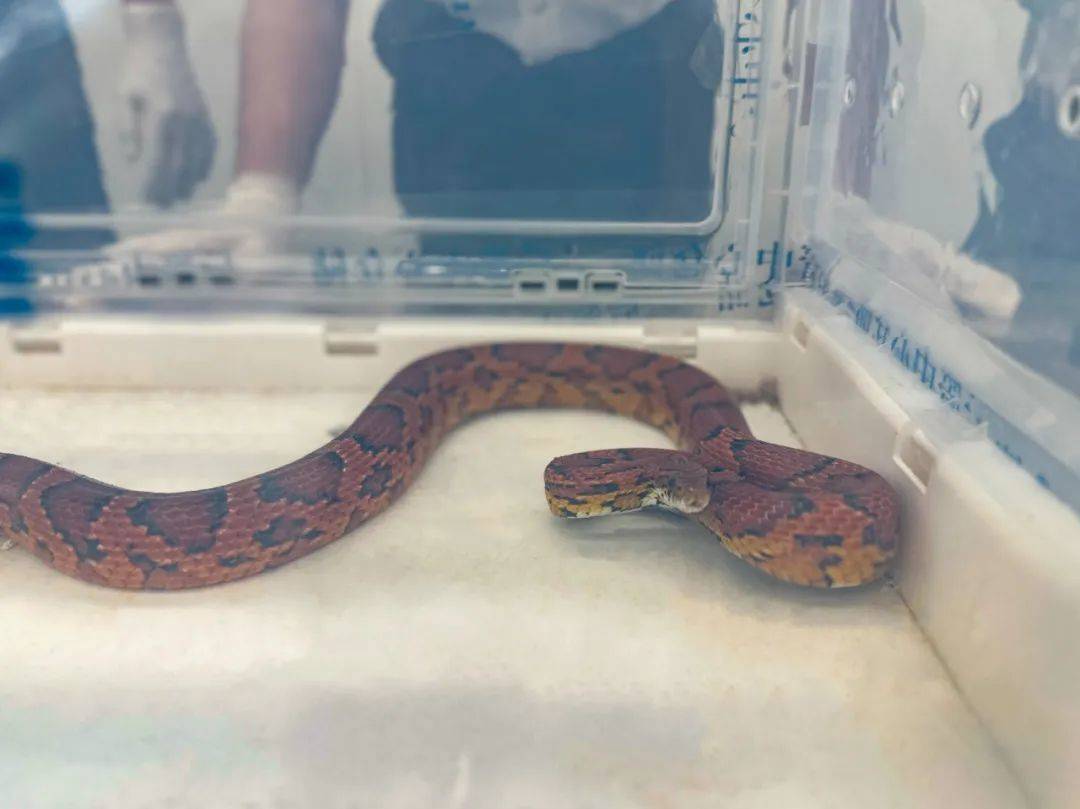 皇冠信用盘在线开户_蛇：是谁给我穿上了丝袜皇冠信用盘在线开户？皇岗海关在婴儿车靠背后方查获用丝袜包裹的活体蛇1条