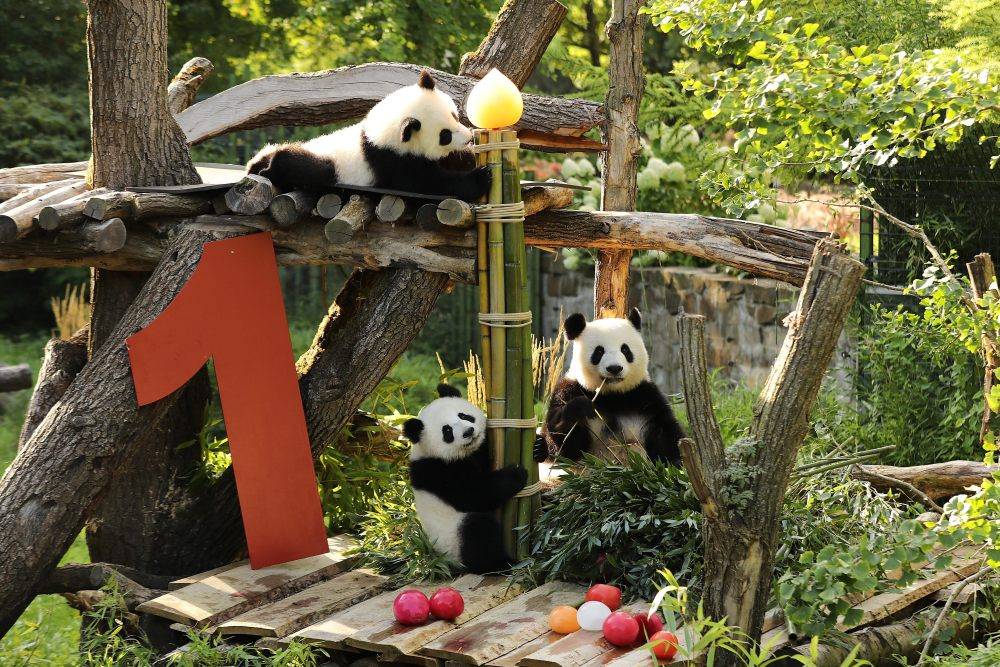 皇冠信用网账号注册_在德出生的第二对大熊猫双胞胎迎来一岁生日