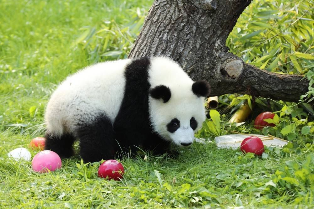 皇冠信用网账号注册_在德出生的第二对大熊猫双胞胎迎来一岁生日