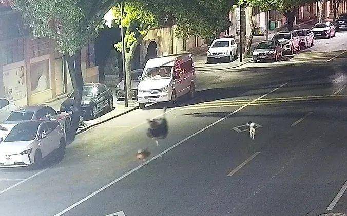 芒特德瑞特城流浪者vs思比瑞特_浙江车主一觉醒来傻眼了：谁干的？！警方：“肇事者”200斤芒特德瑞特城流浪者vs思比瑞特，不是人