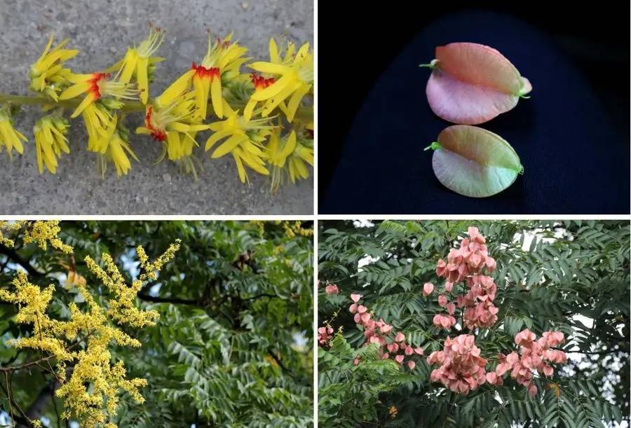 皇冠信用盘开户_上海天气大反转！雨水+冷空气来袭皇冠信用盘开户，气温将骤降...“差不多行了，再热就不礼貌了”