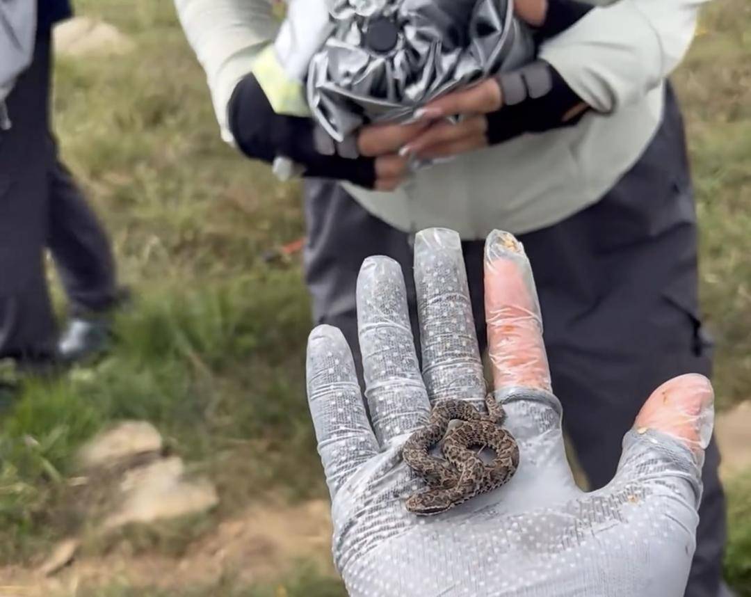 NBA篮球投注_驴友爬山捡到小蛇后轮流抚摸 专家：是短尾蝮蛇NBA篮球投注，有剧毒