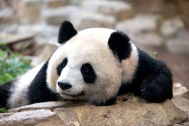 怎么申请皇冠信用网
_访华结束前怎么申请皇冠信用网
,马克龙把熊猫弄到手了